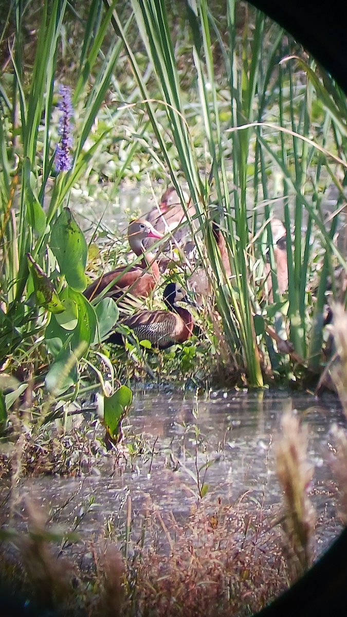 White-faced Whistling-Duck - ML499477871