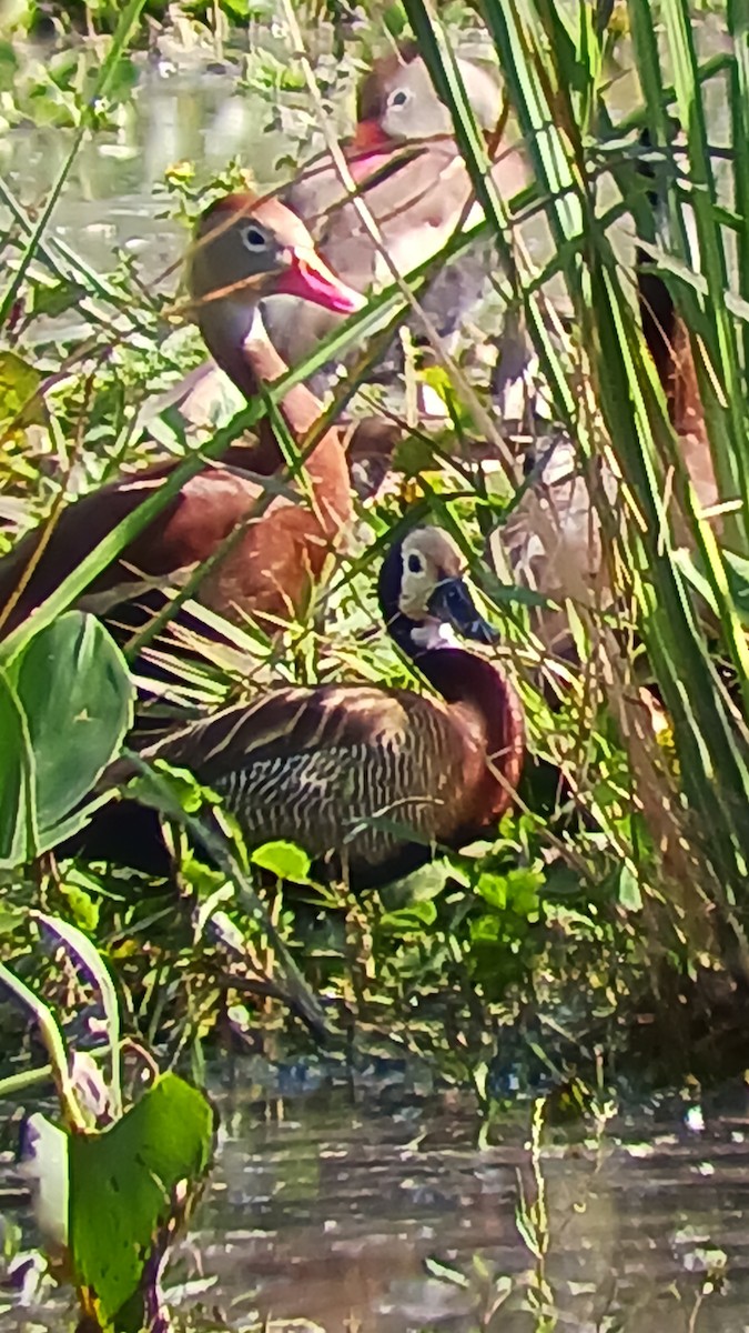 White-faced Whistling-Duck - ML499478191