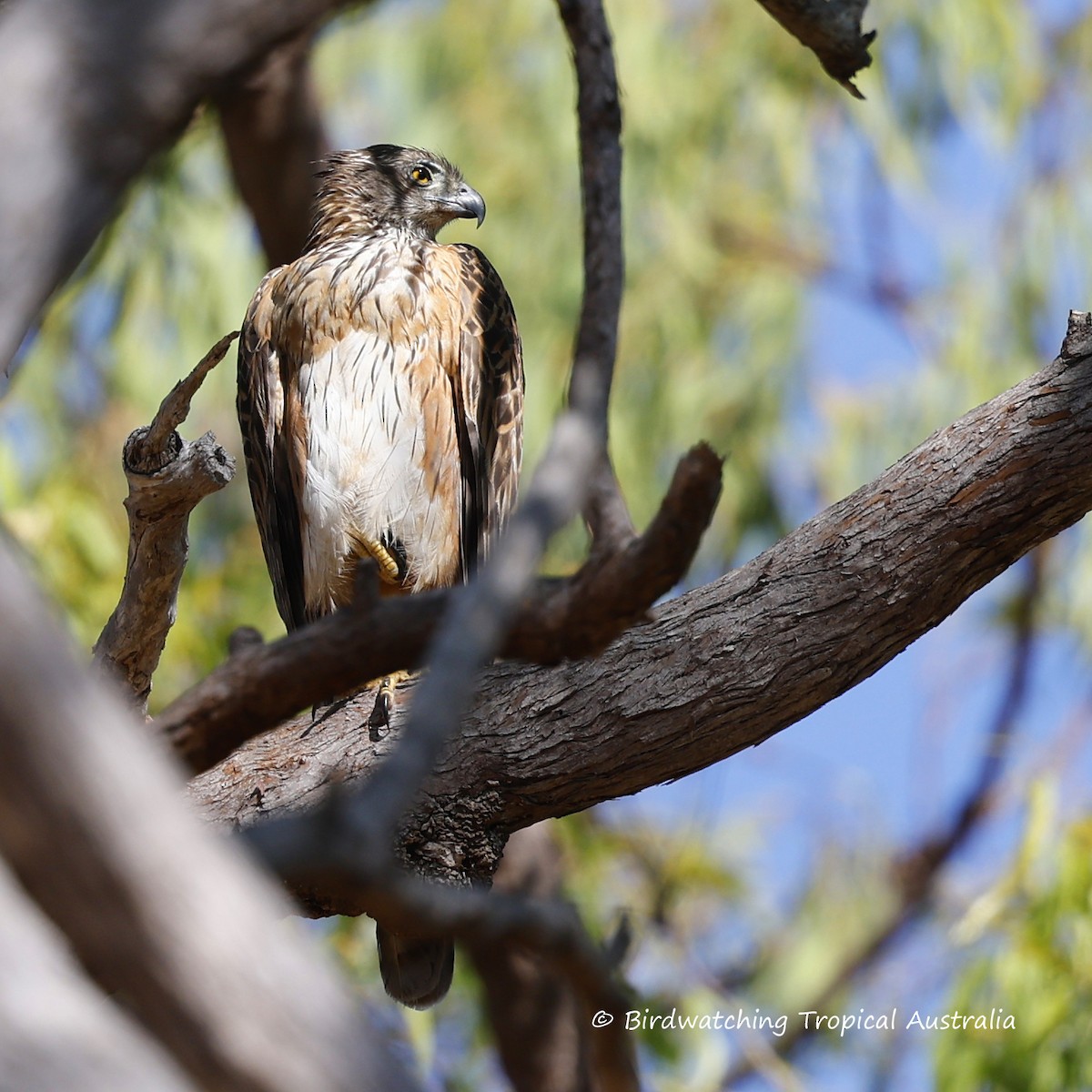 Red Goshawk - Doug Herrington || Birdwatching Tropical Australia Tours