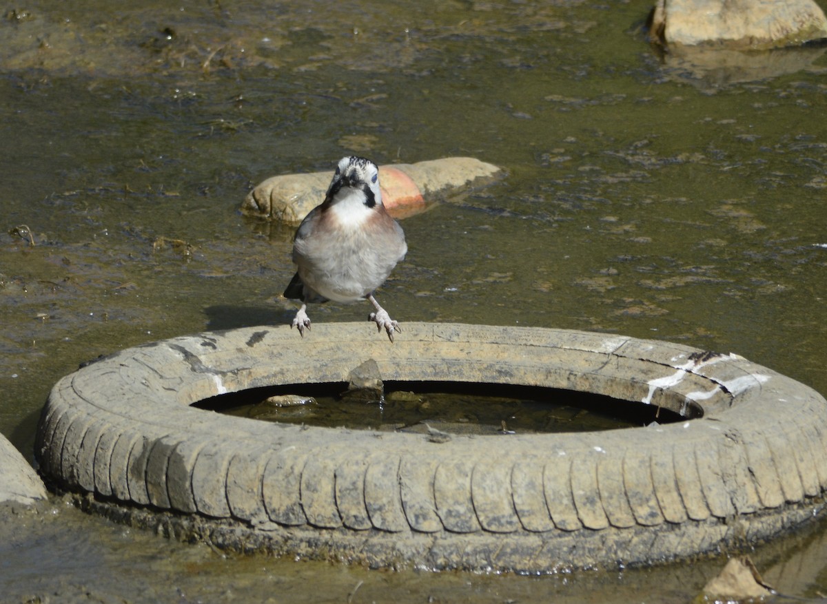 Eurasian Jay (Black-crowned) - ML499480811