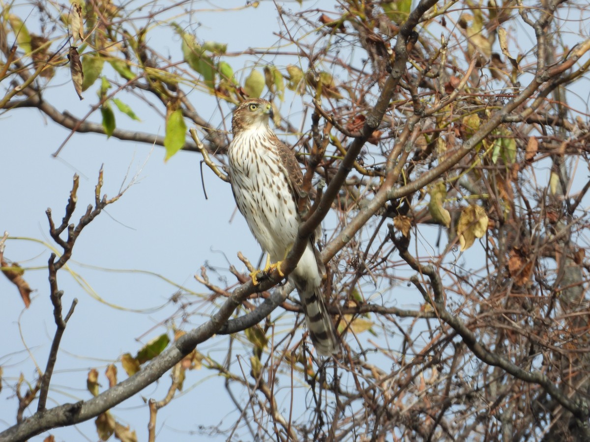 Cooper's Hawk - ML499481361