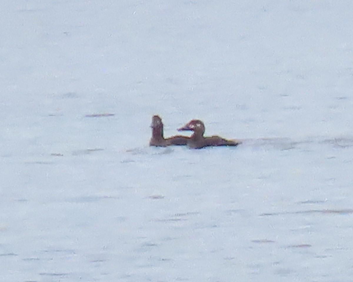 Surf Scoter - ML499482911