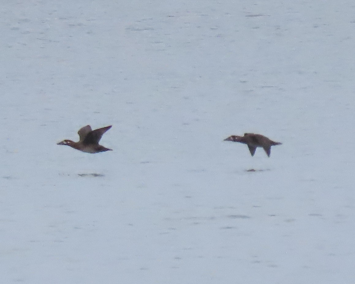 Surf Scoter - ML499482921