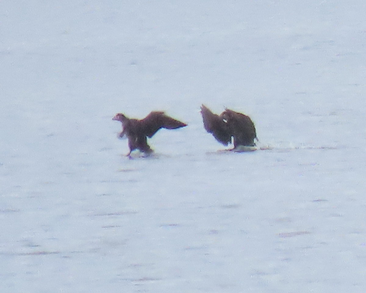 Surf Scoter - ML499482931