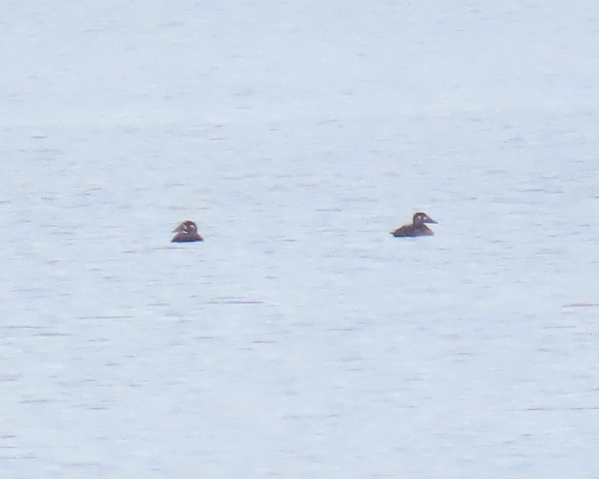 Surf Scoter - ML499482941
