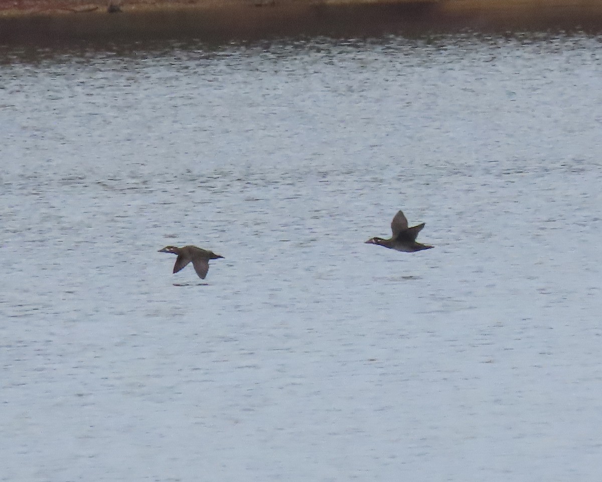 Surf Scoter - ML499482951
