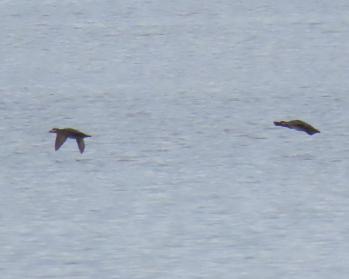 Surf Scoter - ML499482961