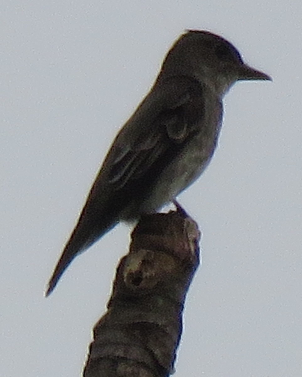 Olive-sided Flycatcher - ML499483151