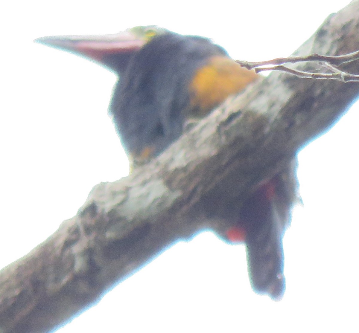 Golden-collared Toucanet - ML499483511