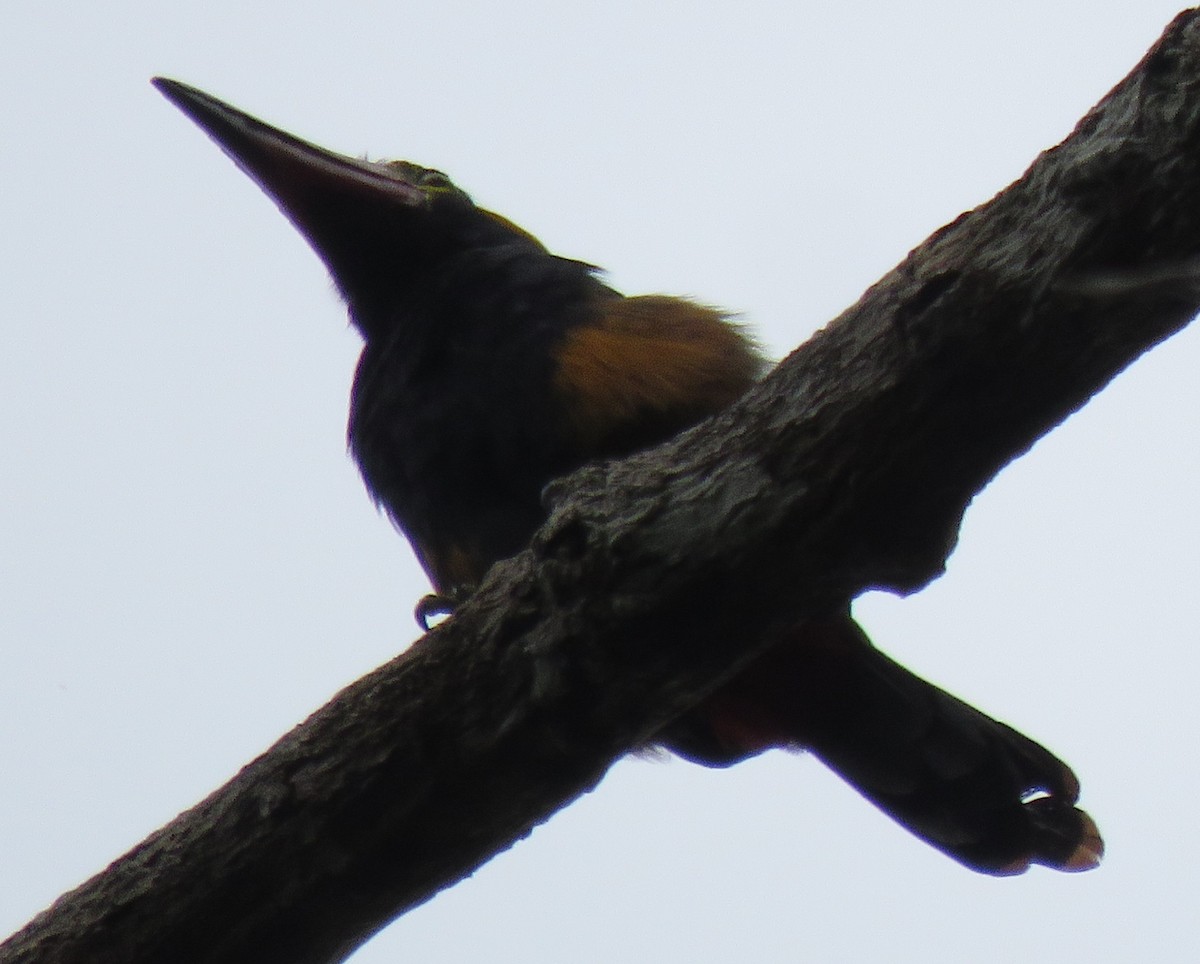 Golden-collared Toucanet - ML499483521