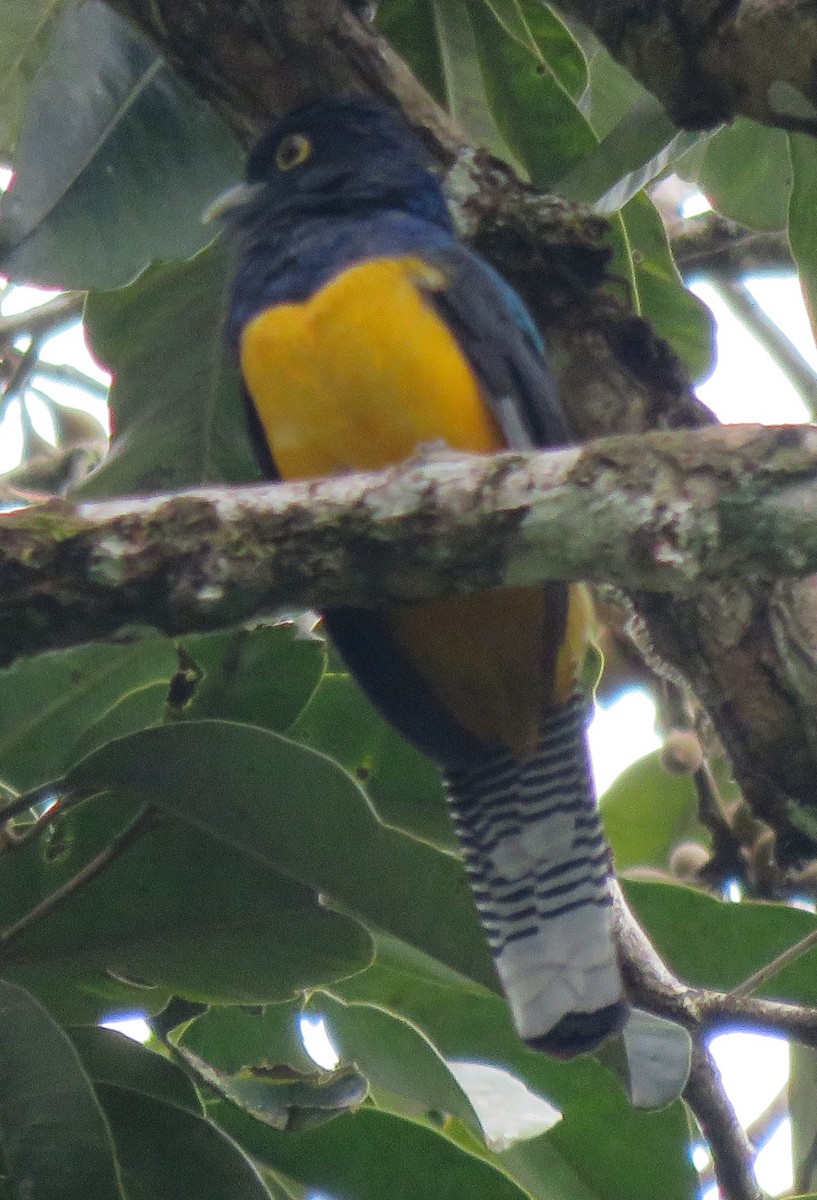 Trogon d'Amazonie - ML499483661