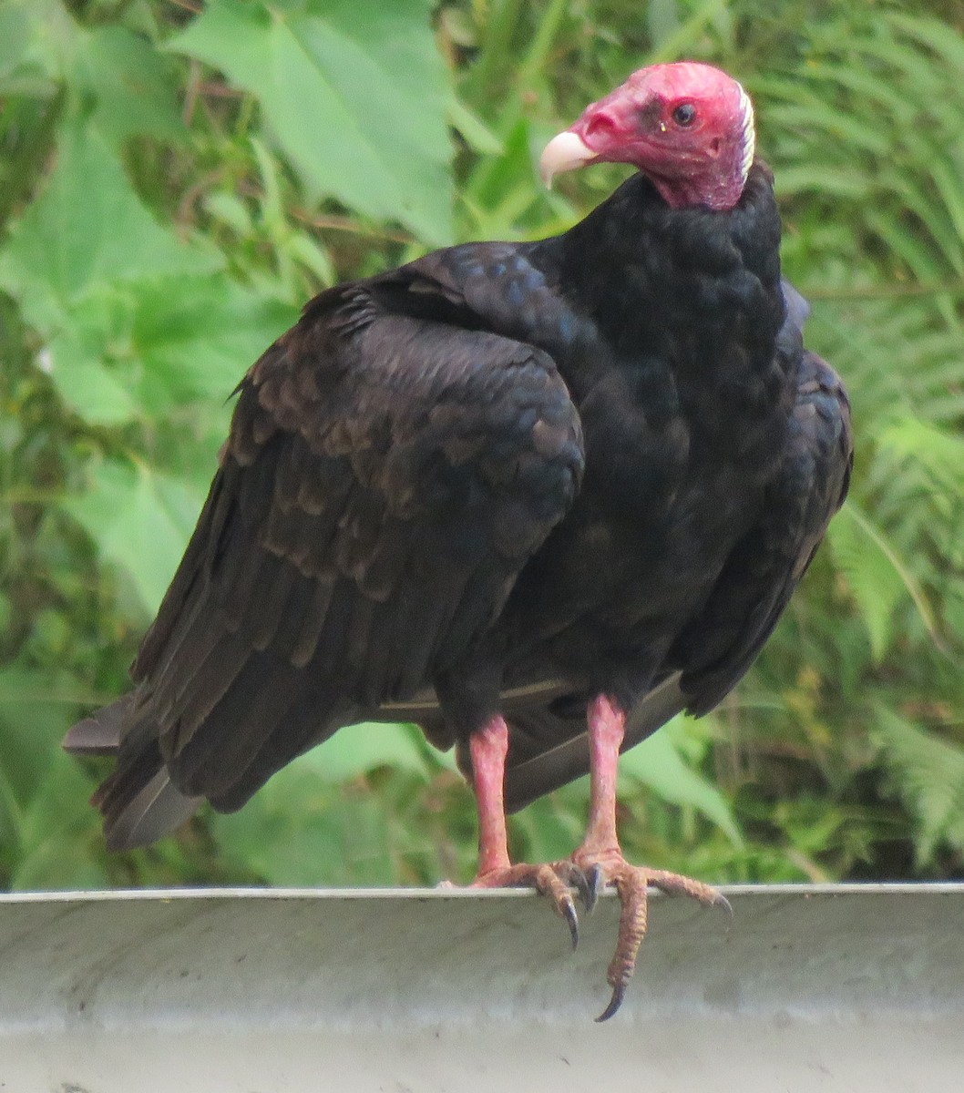 Turkey Vulture - ML499484551