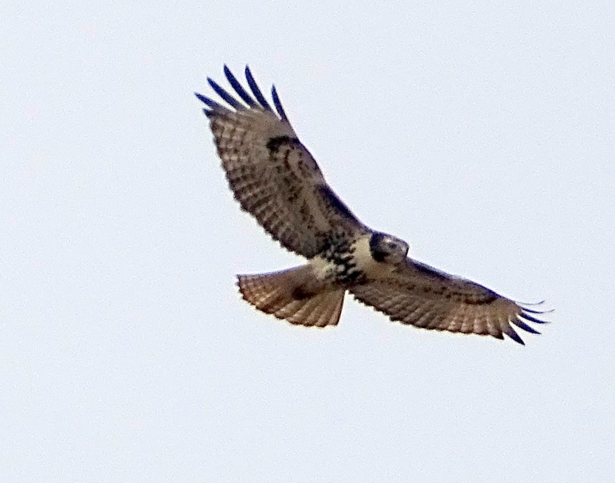 Red-tailed Hawk - ML499485811