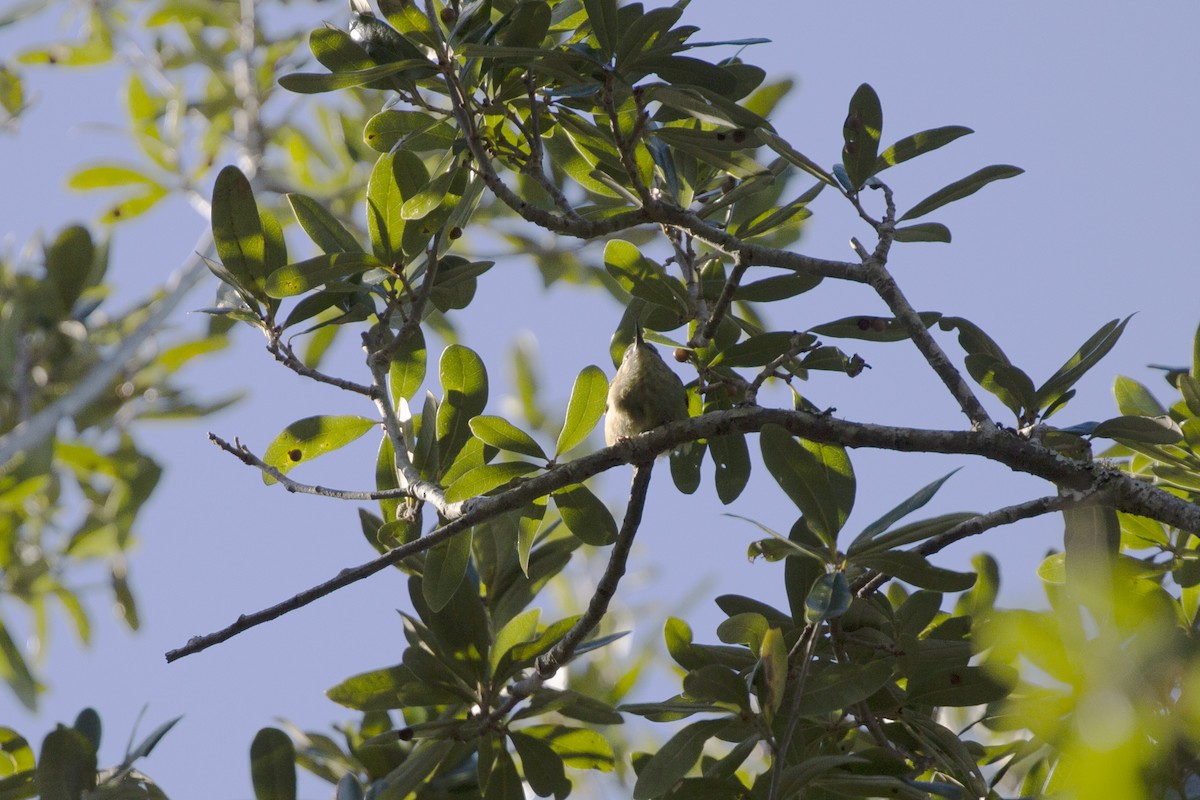 Red-legged Honeycreeper - Eugene Huryn