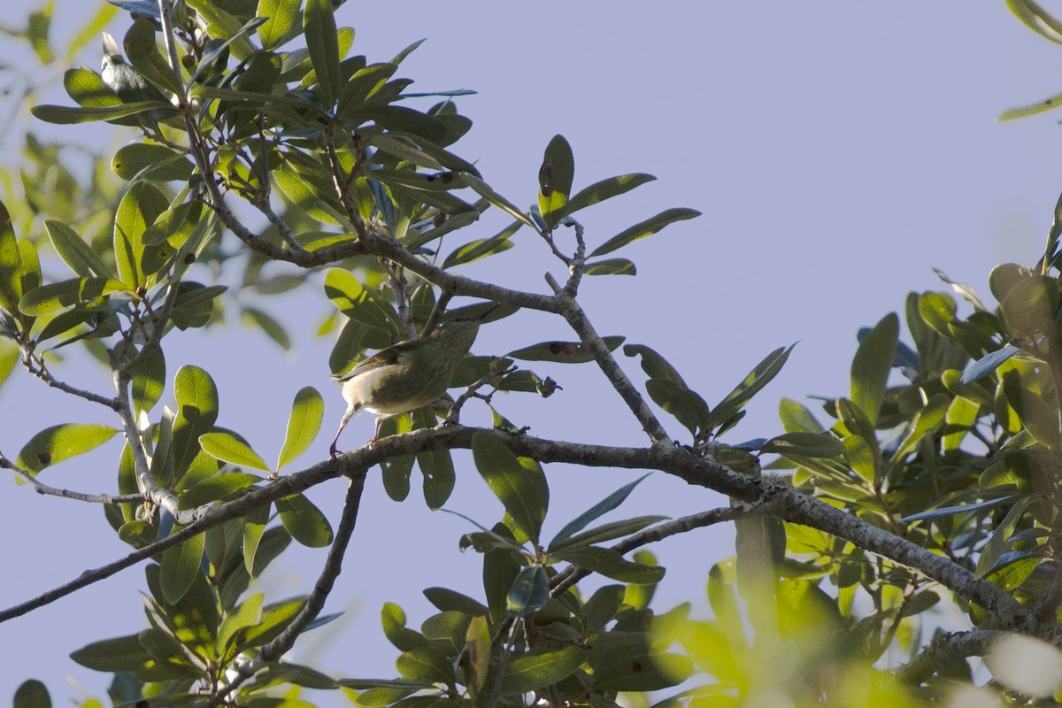 Red-legged Honeycreeper - ML499487881