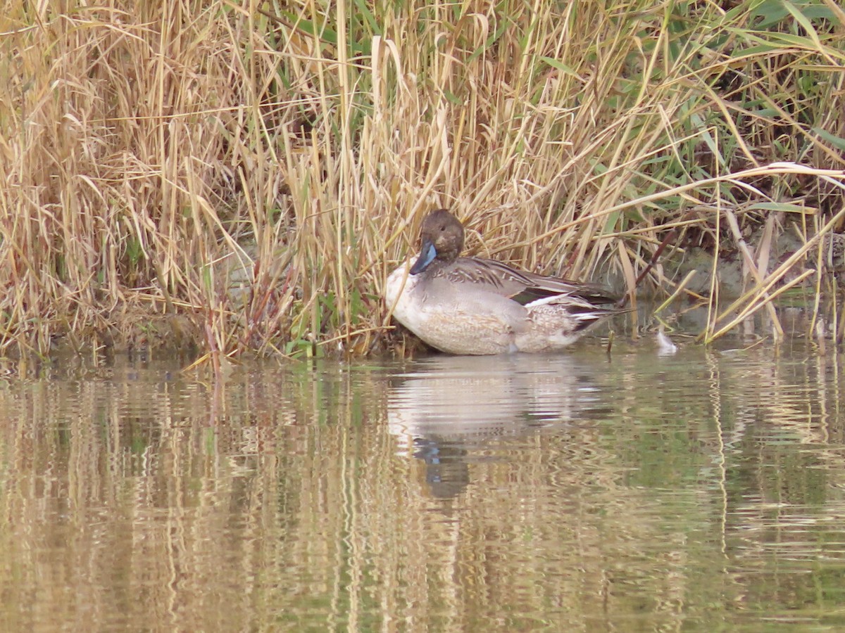 Northern Pintail - Tania Mohacsi