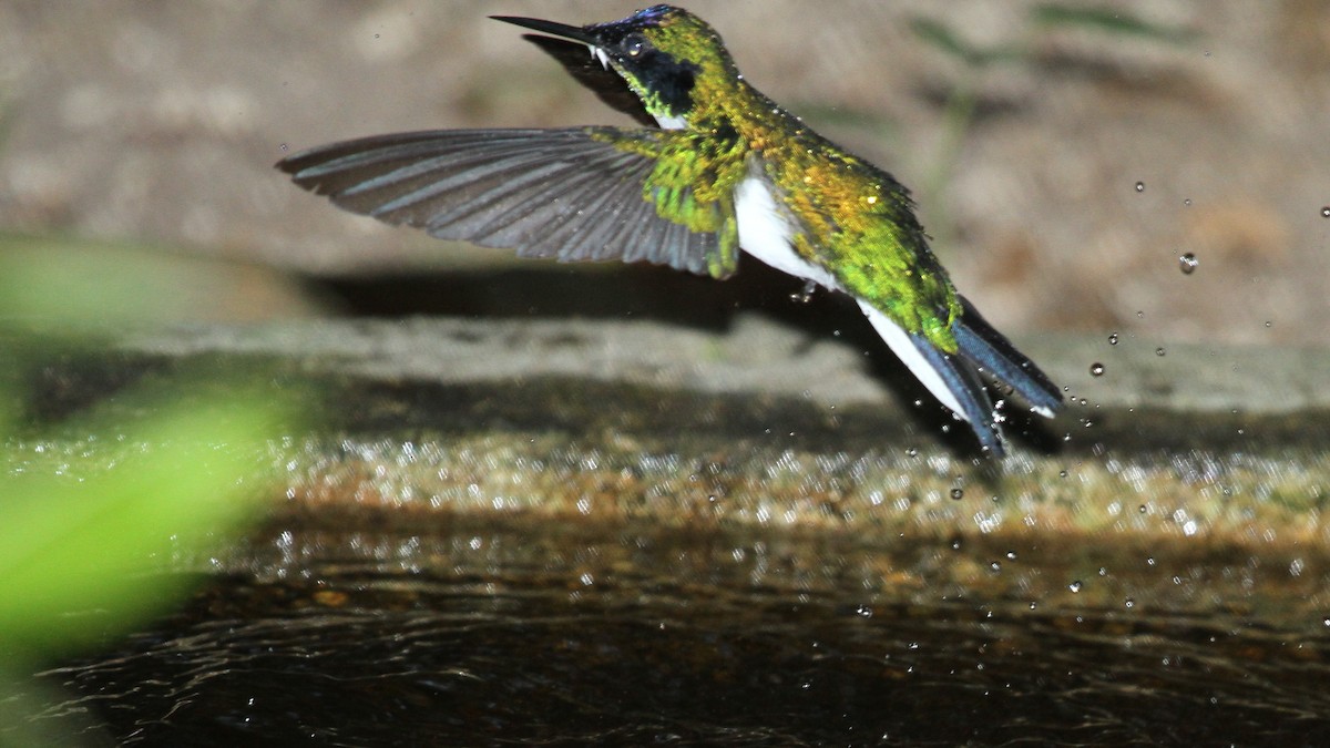 Purpurkron-Schmuckkolibri - ML49948861