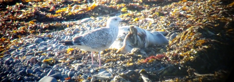 Great Black-backed Gull - ML49948951