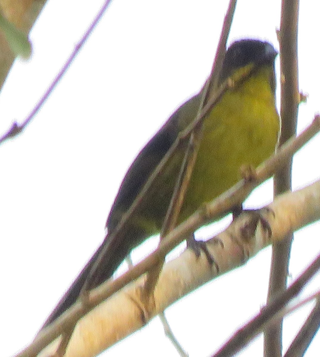 Dusky-headed Brushfinch - ML499489591