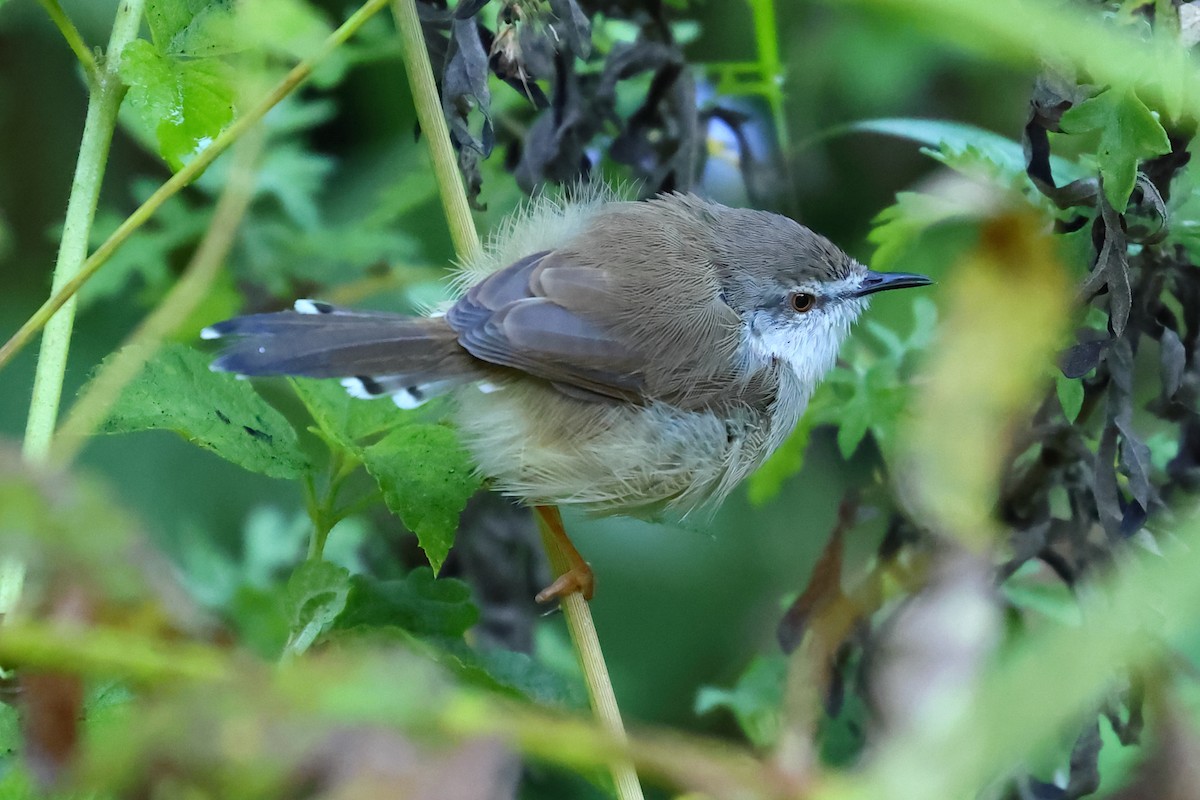 Prinia del Himalaya - ML499491991