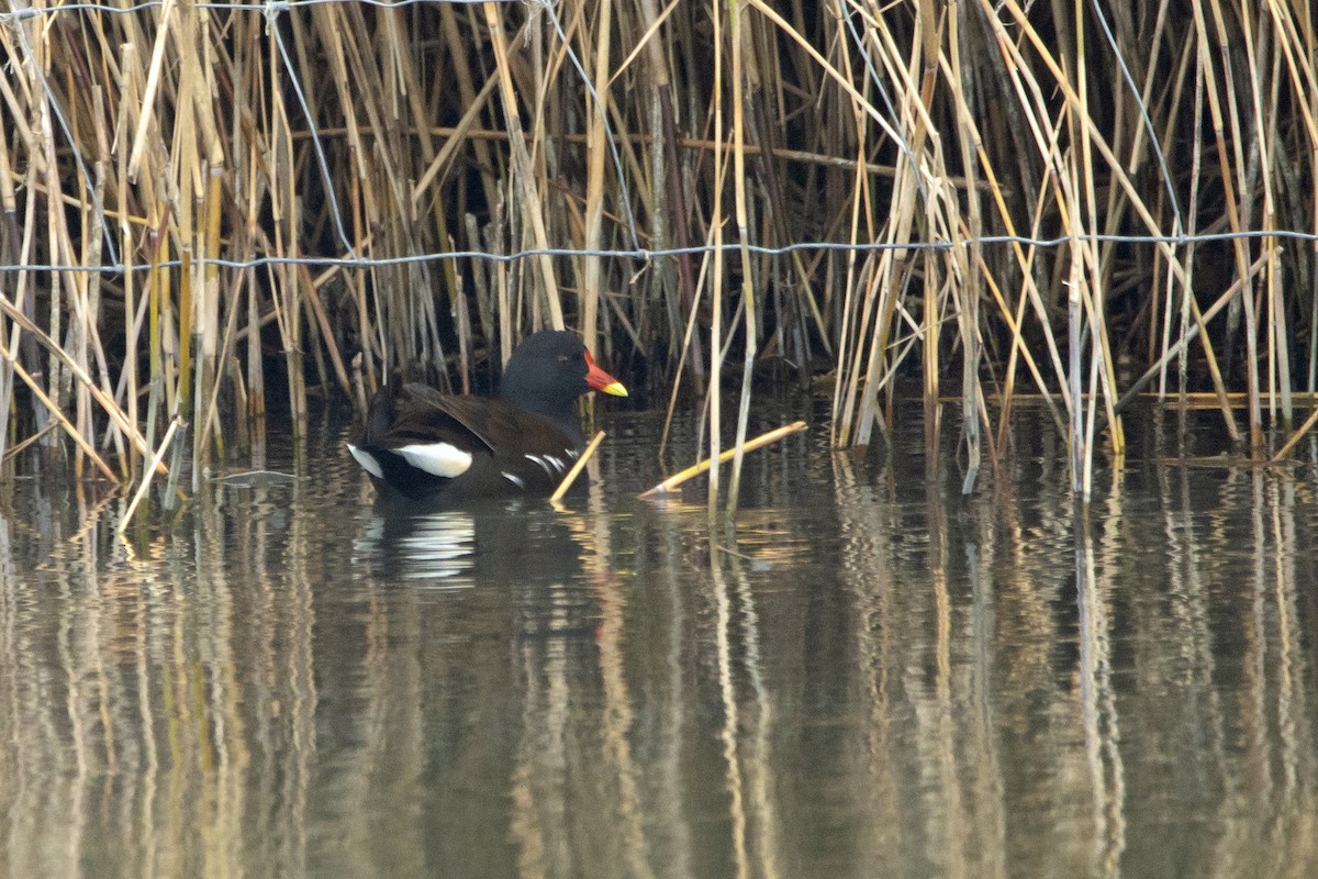 Eurasian Moorhen - Letty Roedolf Groenenboom