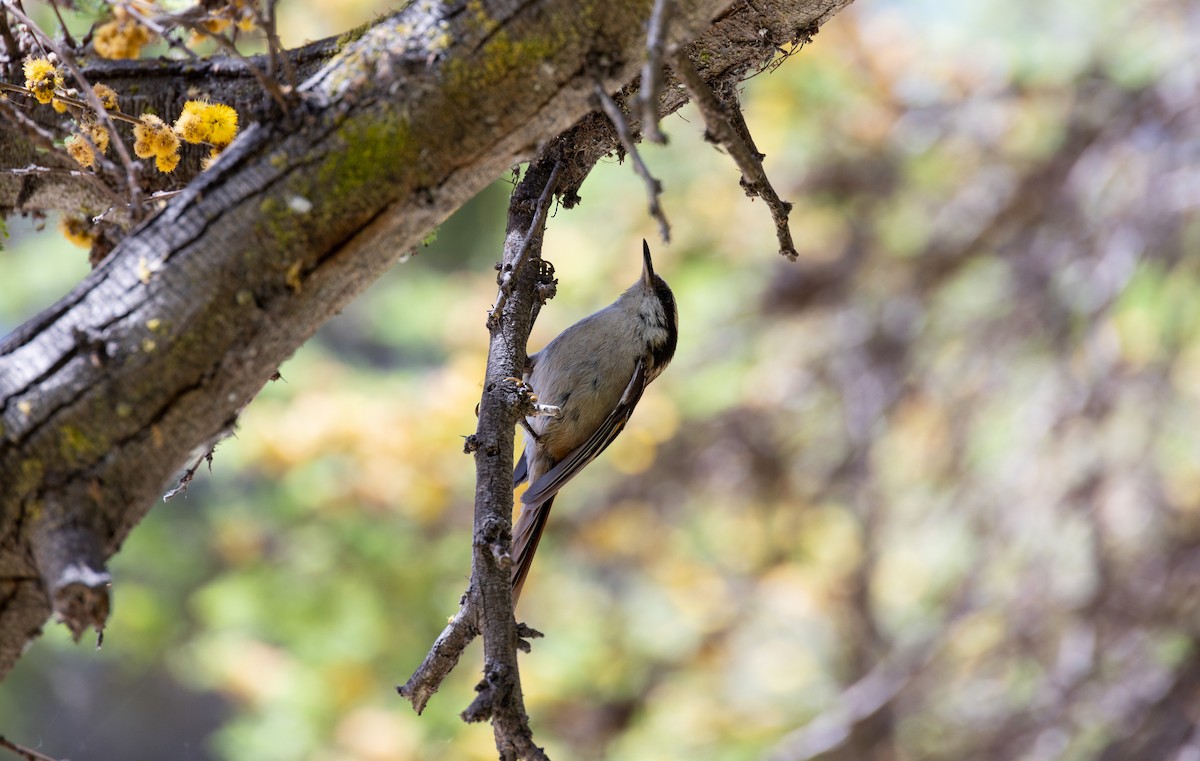 Thorn-tailed Rayadito - Andres Arancibia