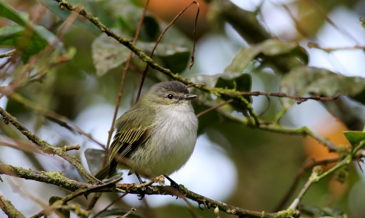 Mistletoe Tyrannulet - Jay McGowan