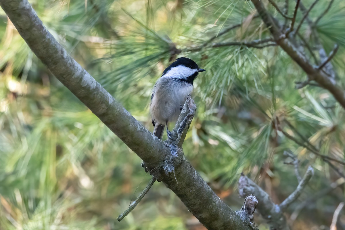 Black-capped Chickadee - ML499494441