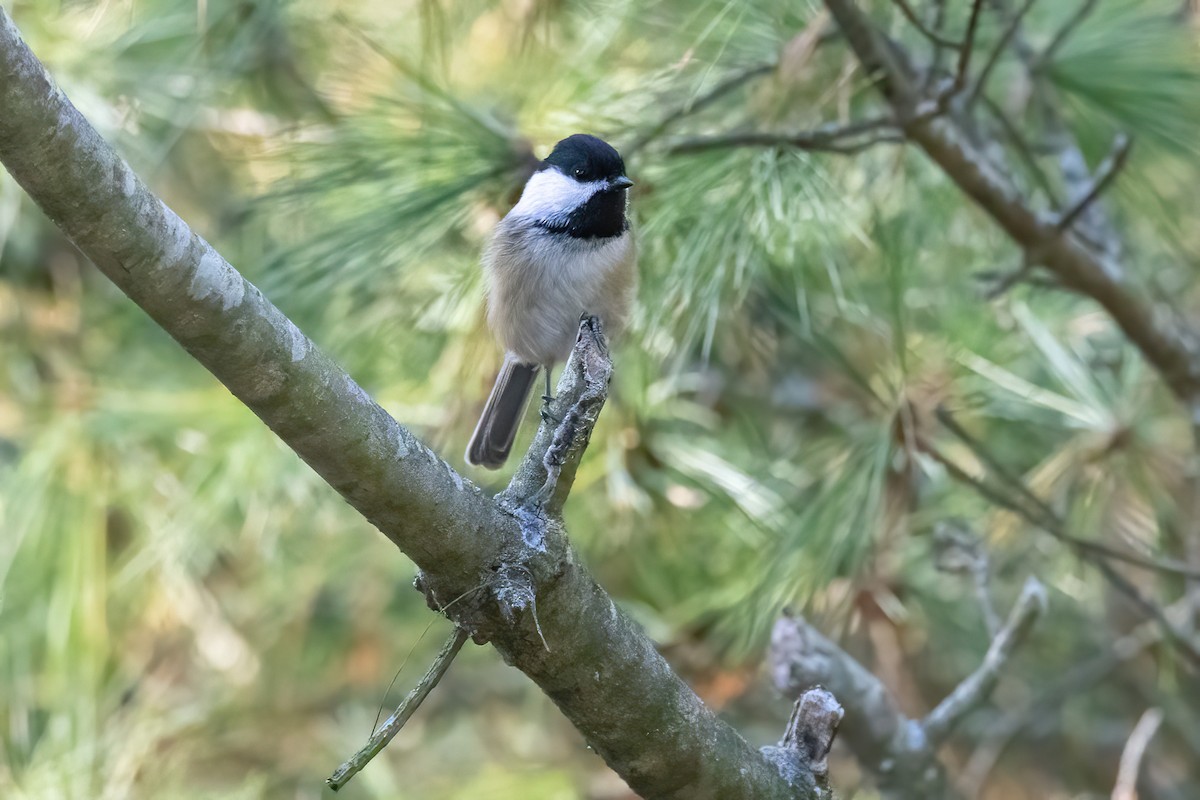 Black-capped Chickadee - ML499494461