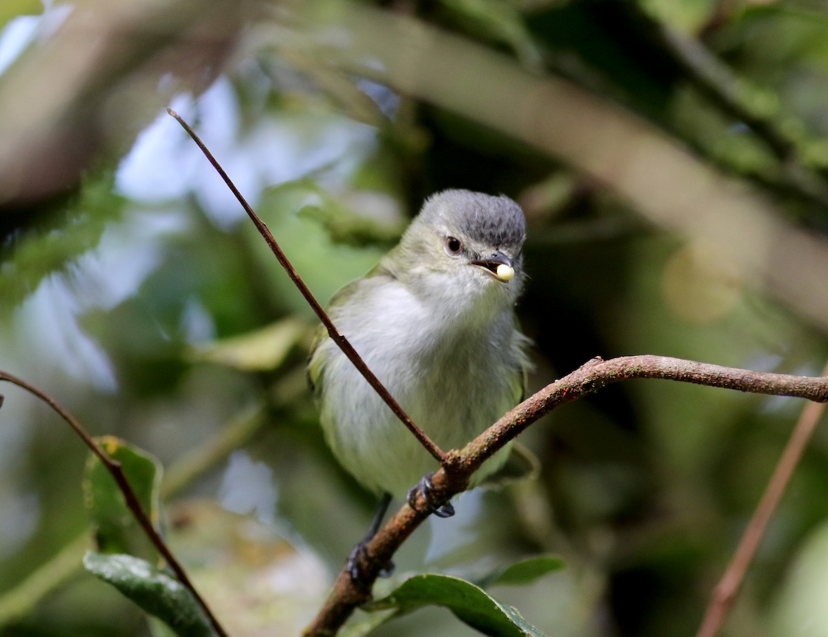 Mistletoe Tyrannulet - Jay McGowan