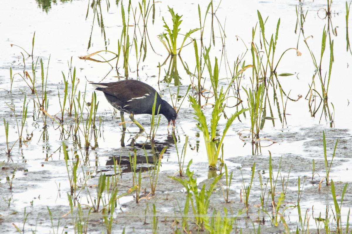 Eurasian Moorhen - Letty Roedolf Groenenboom