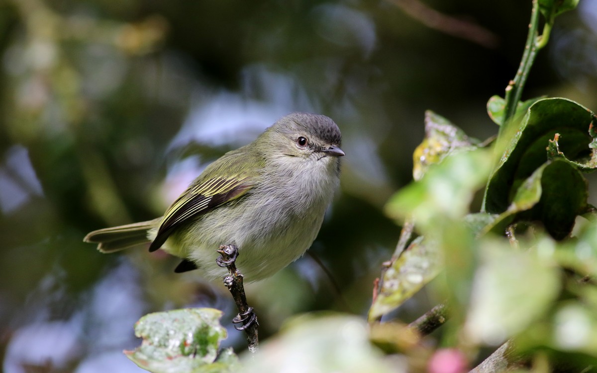 Mistletoe Tyrannulet - ML49949611