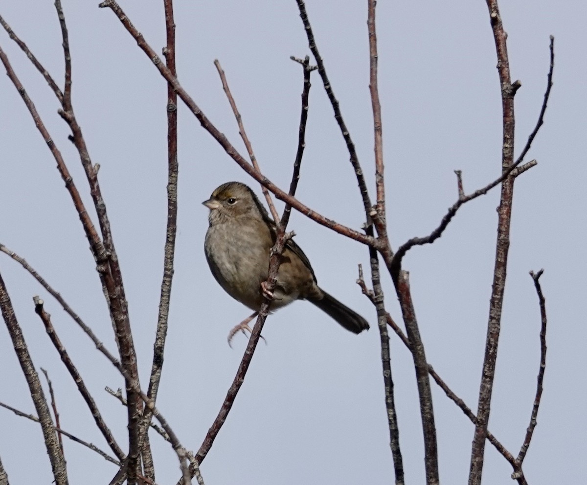 Golden-crowned Sparrow - Jill Punches