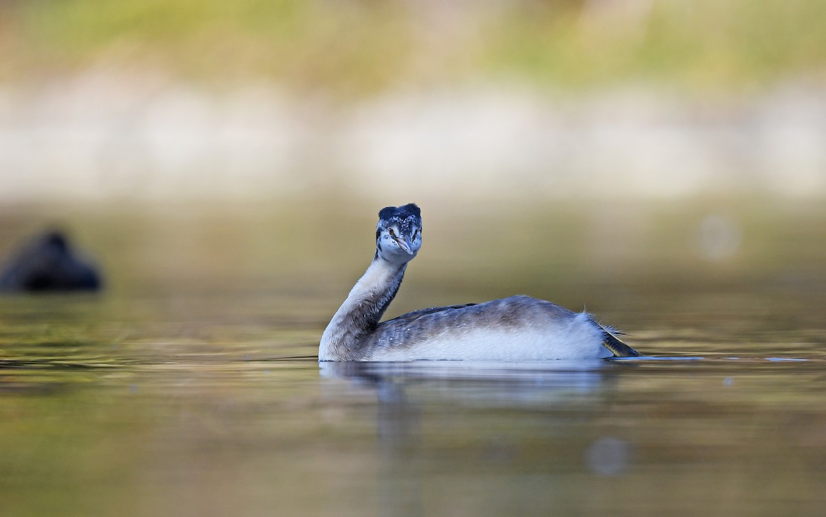 Great Crested Grebe - Christoph Moning