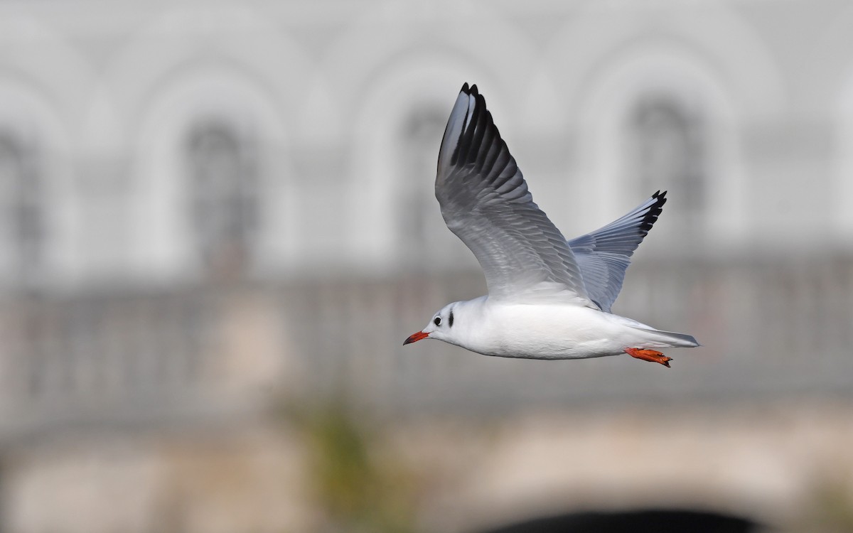 Mouette rieuse - ML499497061