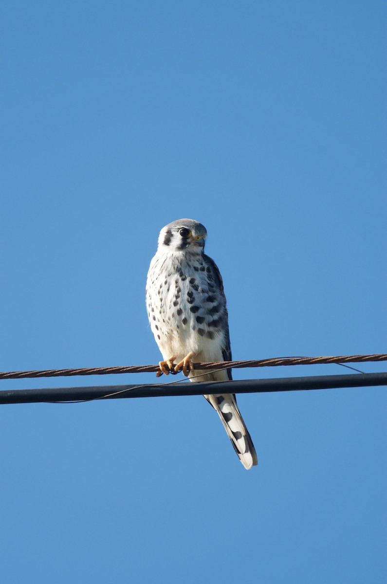 American Kestrel - ML499497081