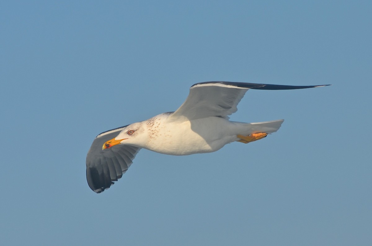 Lesser Black-backed Gull - Mark Kosiewski