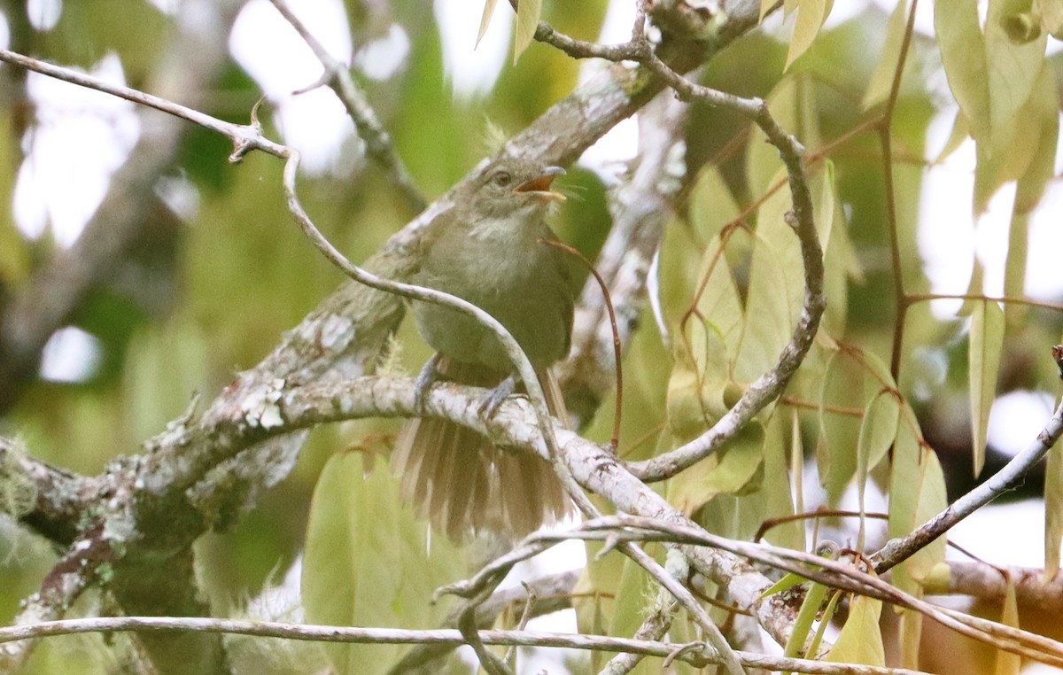 Baumann's Greenbul - ML499497621