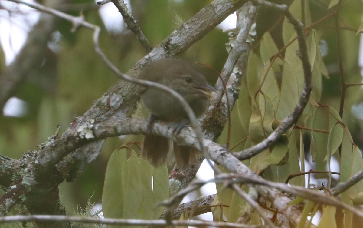 Baumann's Greenbul - ML499497631