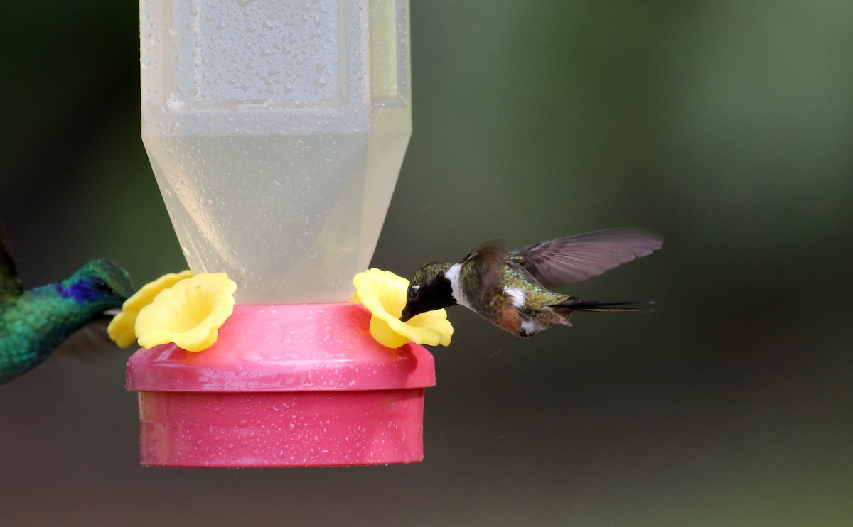 Magenta-throated Woodstar - Jay McGowan