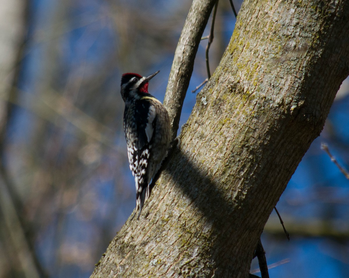 Yellow-bellied Sapsucker - Kevin Faccenda