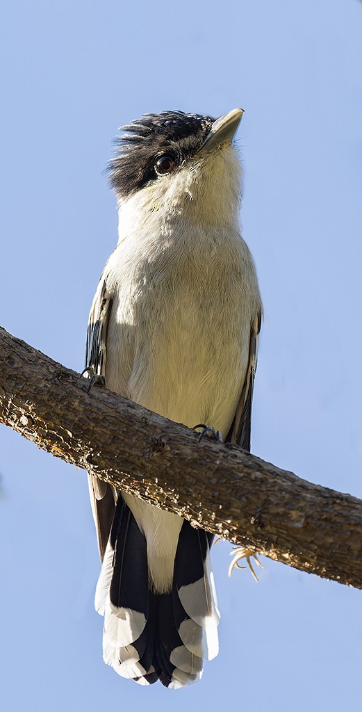 Gray-collared Becard - manuel grosselet