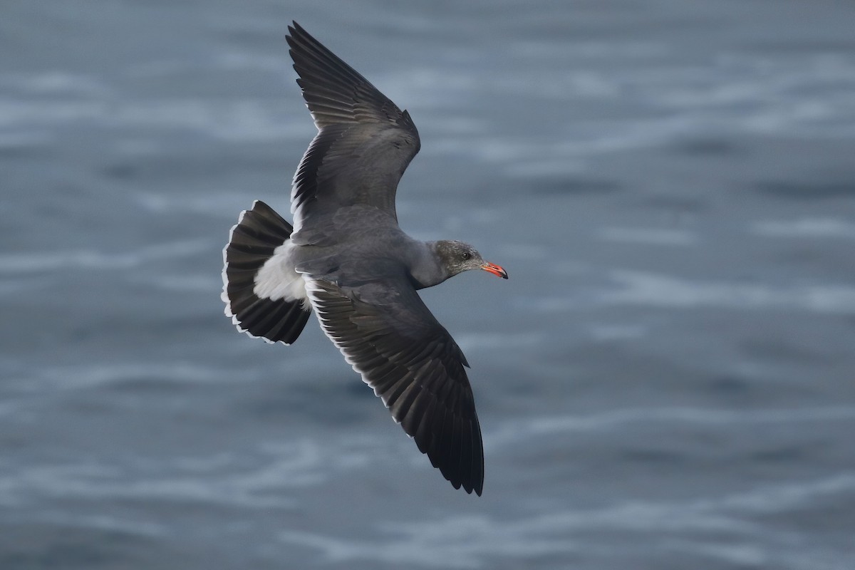 Heermann's Gull - ML499501811