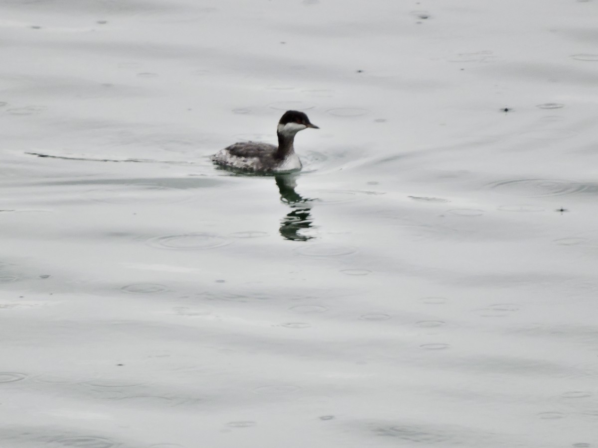 Horned Grebe - Daniel Casey