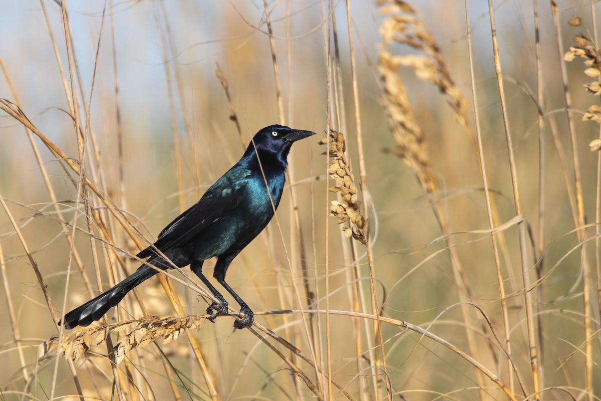 Boat-tailed Grackle - Jonathan Cooley