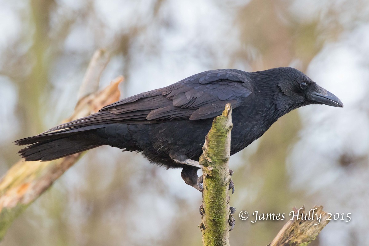 Carrion Crow - ML49950321