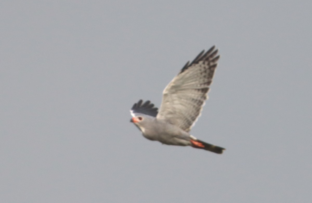 Lizard Buzzard - ML499504811