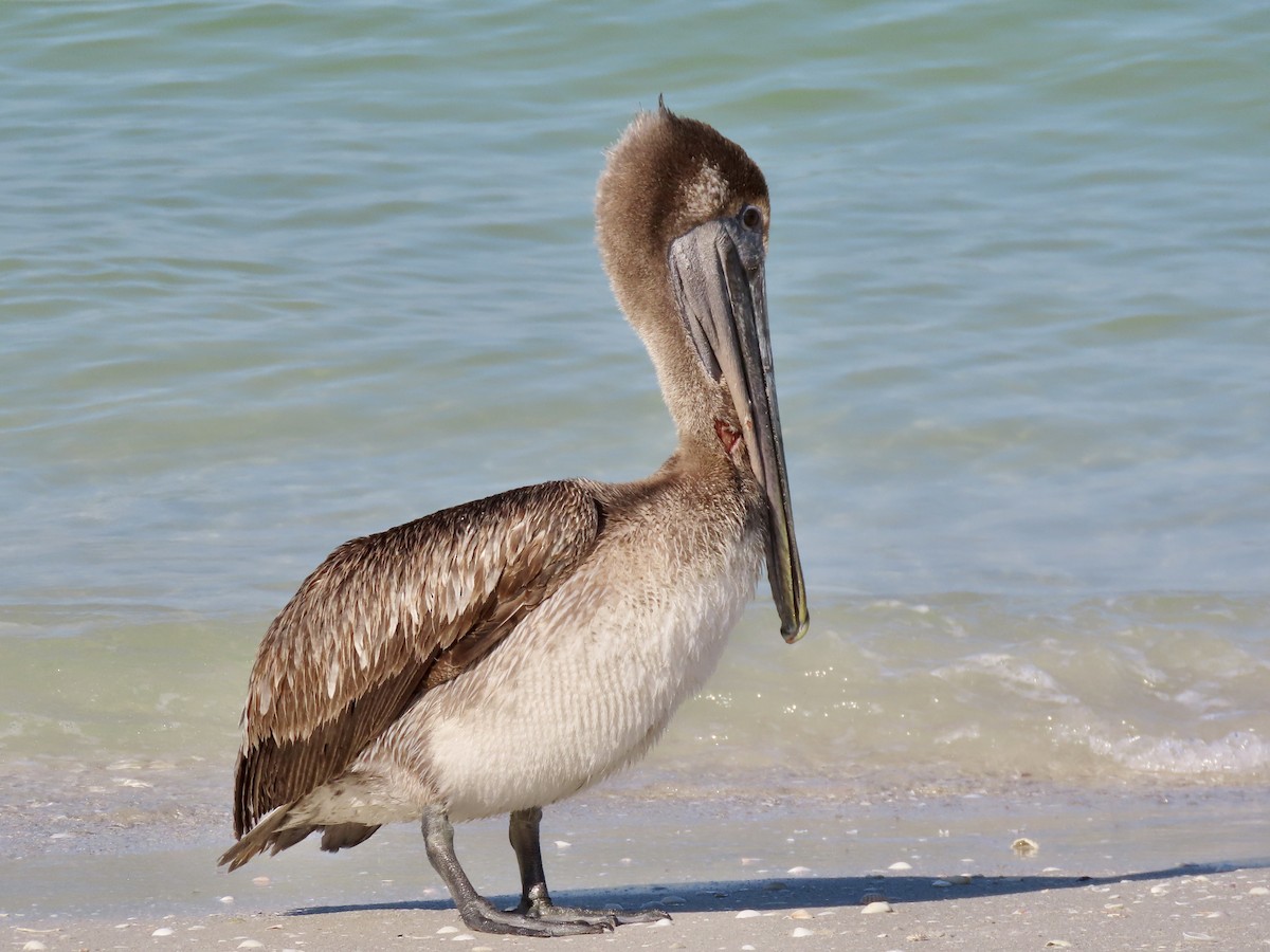 pelikán hnědý - ML499506491