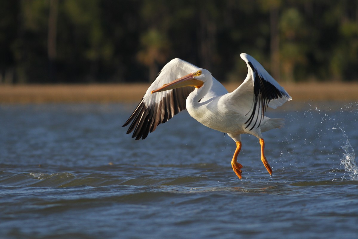 pelikán severoamerický - ML49950741