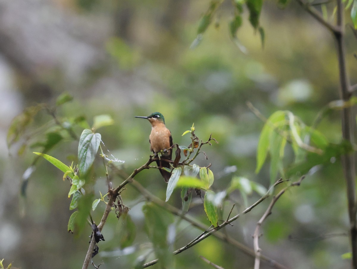 Colibri rubis-émeraude - ML499509421